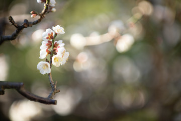 満開の梅の花