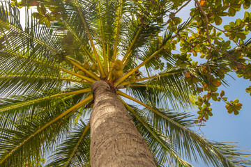beautiful palms leaf on blue sky background