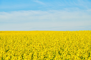 Obraz premium Rapsfeld