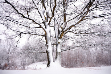 Baum im Winter