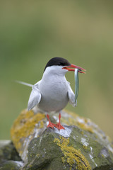 Naklejka premium Arctic Tern (Sterna paradisaea)