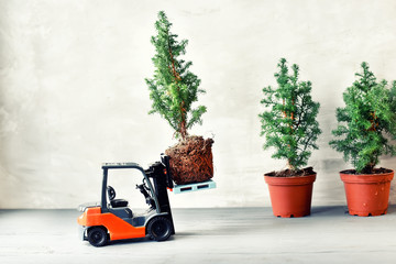 A loader model loads a small spruce tree with a lump of earth for planting in the ground. next to small spruce trees in flowerpots. Spring garden season. Landscaping. © Ann Stryzhekin