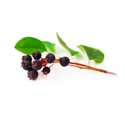Amelanchier berries isolated on a white background.