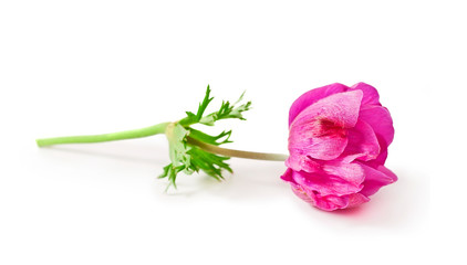 Pink Anemone coronaria isolated on a white background.