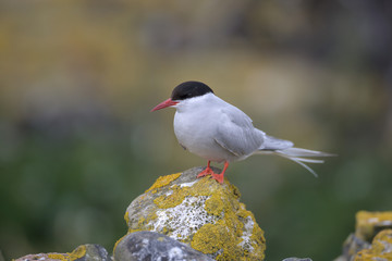 Arctic Tern (Sterna paradisaea)