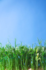 Obraz premium Young vegetable pea sprouts, microgreen on a blue background.