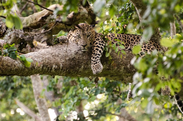 Leopard looking straight at us