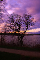 Obraz na płótnie Canvas Dramatic sky very cloudy at sunset. Tree without foliage in the foreground in front of a lake. Silhouette of the horizon at the water's edge in the background.