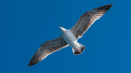 White sea gull flying in the blue sunny sky over the coast of the sea