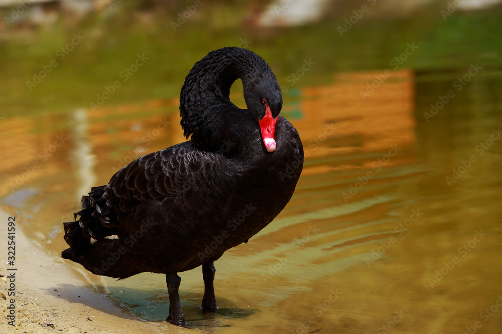 Wall mural One black swan