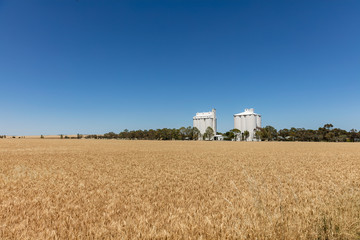 Wheat ripening in a field with white silos in rural South Australia © Michael Evans