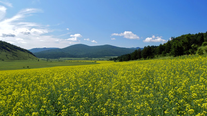 Rapeseed field in the valley; beautiful field in spring against the blue sky