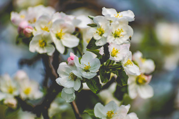 There are a lot of white blossoms on the Apple tree. Fluffy delicate petals on thin branches and green leaves. Spring mood and beautiful nature.