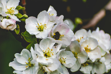 There are a lot of white blossoms on the Apple tree. Fluffy delicate petals on thin branches and green leaves. Spring mood and beautiful nature.