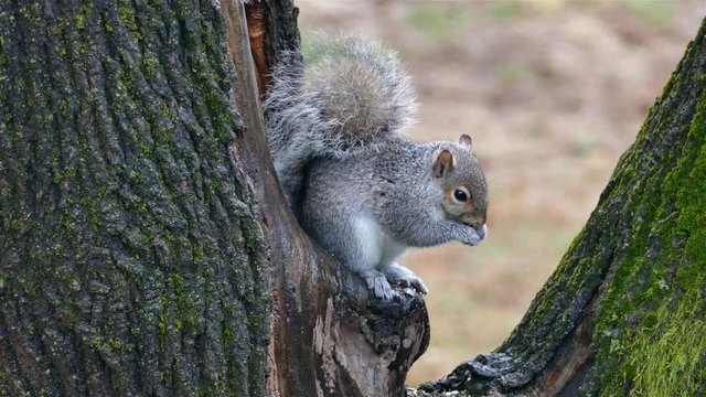 Grey squirrel on a tree eating food in the winter season