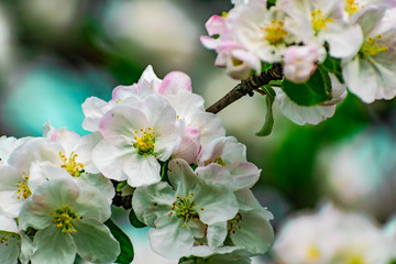 There are a lot of white blossoms on the Apple tree. Fluffy delicate petals on thin branches and green leaves. Spring mood and beautiful nature.