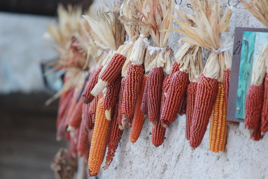 Delle pannocchie appese ad un muro