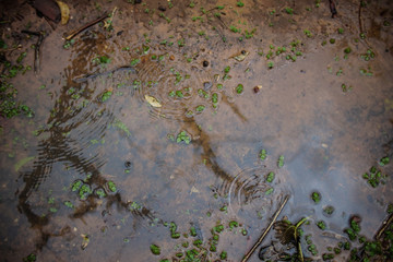Drops fall in the puddle on a rainy winters day