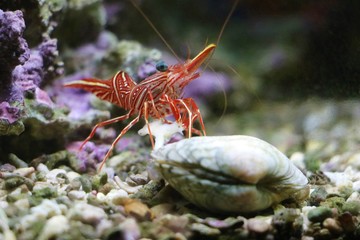 あさりを食べるキャメルシュリンプ