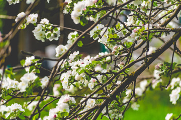 There are a lot of white blossoms on the Apple tree. Fluffy delicate petals on thin branches and green leaves. Spring mood and beautiful nature.