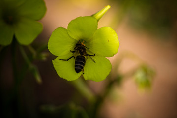 Abejas trabajando primavera 2020