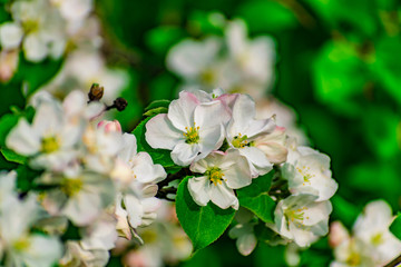 Fototapeta premium There are a lot of white blossoms on the Apple tree. Fluffy delicate petals on thin branches and green leaves. Spring mood and beautiful nature.