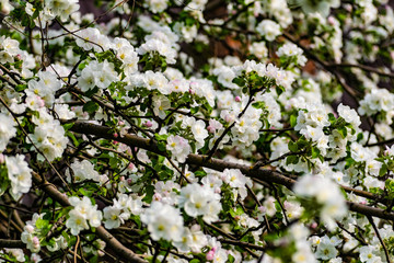 There are a lot of white blossoms on the Apple tree. Fluffy delicate petals on thin branches and green leaves. Spring mood and beautiful nature.