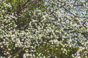 Fototapeta na wymiar There are a lot of white blossoms on the Apple tree. Fluffy delicate petals on thin branches and green leaves. Spring mood and beautiful nature.