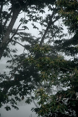 trees and sky poster