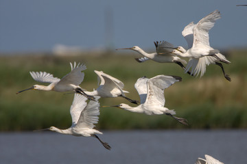 Eurasian spoonbill (Platalea leucorodia)