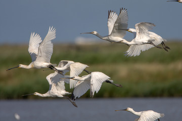 Eurasian spoonbill (Platalea leucorodia)