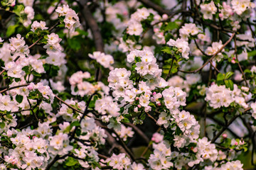 There are a lot of white blossoms on the Apple tree. Fluffy delicate petals on thin branches and green leaves. Spring mood and beautiful nature.