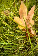 Leaf in grass