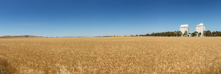 Panoramic view of wheat ripening in a field with white silos in rural South Australia