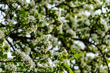 There are a lot of white blossoms on the Apple tree. Fluffy delicate petals on thin branches and green leaves. Spring mood and beautiful nature.