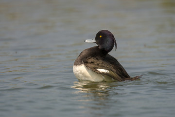 Fototapeta premium Tufted duck (Aythya fuligula) is a small diving duck with a population of close to one million birds, found in northern Eurasia.