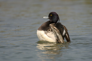 Fototapeta premium Tufted duck (Aythya fuligula) is a small diving duck with a population of close to one million birds, found in northern Eurasia.