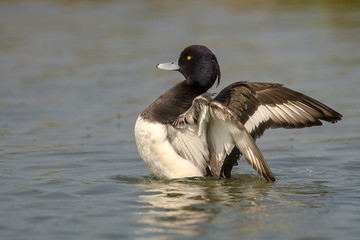 Fototapeta premium Tufted duck (Aythya fuligula) is a small diving duck with a population of close to one million birds, found in northern Eurasia.