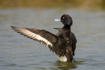 Tufted duck (Aythya fuligula) is a small diving duck with a population of close to one million birds, found in northern Eurasia.