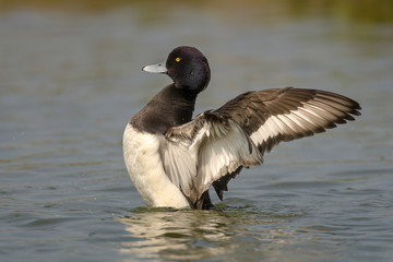 Tufted duck (Aythya fuligula) is a small diving duck with a population of close to one million birds, found in northern Eurasia.