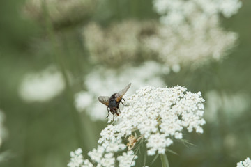 Mouche domestique sur une ciguë .
