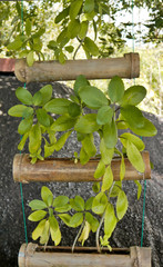 idea for self-made flower pots made of bamboo on the Terrace 