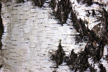 Pattern of birch bark with black stripes on white bark.