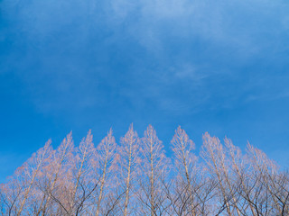 Obraz premium 冬枯れの木々と青空