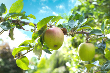 A bright ripe and juicy apple hangs off an apple tree in the blue sky, close-up spring concept