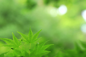 Close-up of green maple leaves in the garden with bright green background