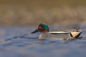 Obraz premium The Eurasian teal, common teal, or Eurasian green-winged teal (Anas crecca) is a common and widespread duck which breeds in temperate Eurasia and migrates south in winter.