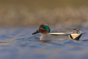 The Eurasian teal, common teal, or Eurasian green-winged teal (Anas crecca) is a common and widespread duck which breeds in temperate Eurasia and migrates south in winter.