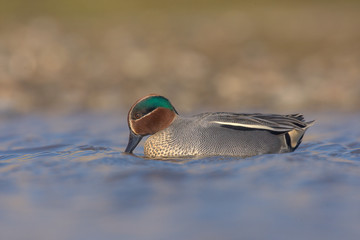 The Eurasian teal, common teal, or Eurasian green-winged teal (Anas crecca) is a common and...