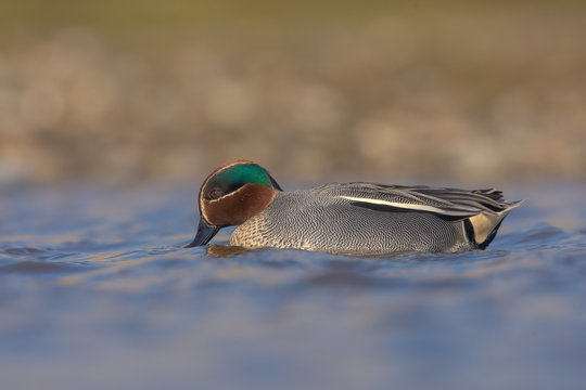 The Eurasian teal, common teal, or Eurasian green-winged teal (Anas crecca) is a common and widespread duck which breeds in temperate Eurasia and migrates south in winter.